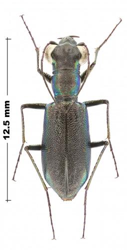 Réf. 245 286 : Prothyma sp.